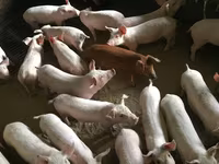 Баранов, телят живых. — الصورة 4