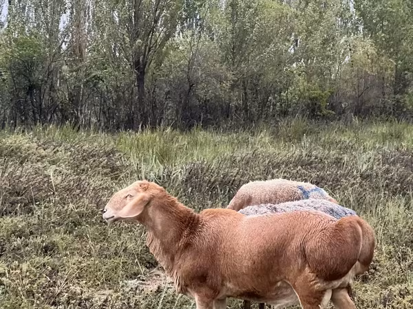 Қошқар, Arashan sheep — Қырғызстан
