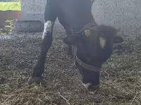 Bull, Cattle — photo 4
