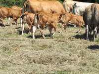 Vaca, Raza de vaca — foto 1