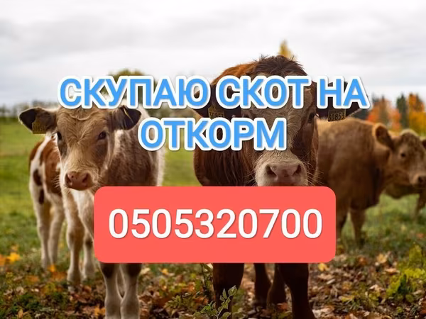Бұқа, Ірі қара — Қырғызстан