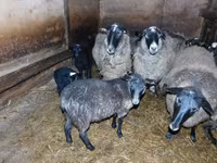 Schaf, Romanov sheep — Foto 4