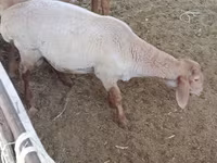 Ram, Sheep — photo 1