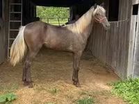 घोड़ी, Rocky Mountain Horse — फ़ोटो 7