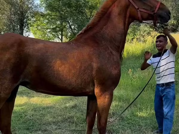 घोड़ी, Skyros Pony — उज़्बेकिस्तान