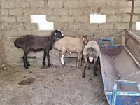 Қошқар, Arashan sheep — 5-сурет