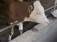 Бұқа, Simmental cattle — 1-сурет