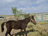 Бие, Kazakh horse — 1-сурет