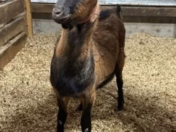 Теке, Alpine goat