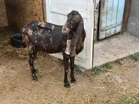Goat, Kamori goats — photo 4