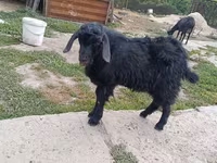 Cabro, Cabras — foto 7