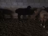 كبش, الأغنام — الصورة 1