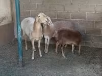 भेड़, Arashan sheep — फ़ोटो 2