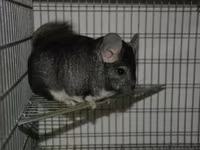 Vindem coliere din aluminiu pentru chinchila (șinșila,chinchila,шиншила) — 5-сурет