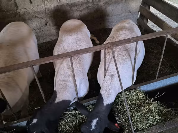 نعجة, Dorper sheep — قيرغيزستان