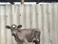 Bulle, Swiss cattle — Foto 5