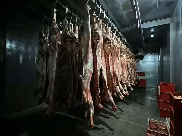 Говядина туши оптом шея отруб лопатка