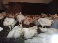 Chickens — الصورة 7