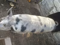 Қабан, Шошқалар — 2-сурет