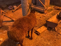 Widder, Hissar sheep — Foto 2
