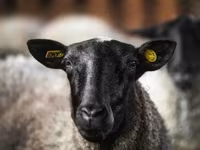 Carnero, Romanov sheep — foto 3