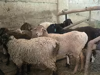 Қошқар, Hissar sheep — 7-сурет