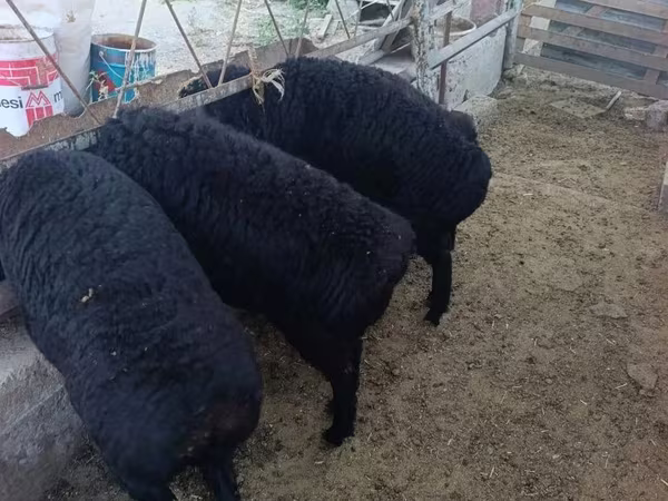 公羊, Sheep — 乌兹别克斯坦