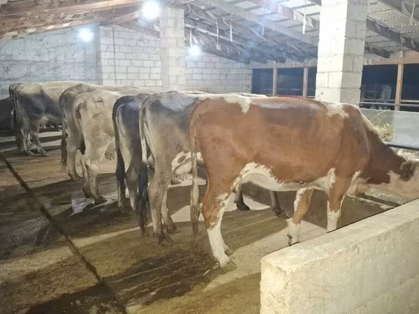 Cow, Alatau breed