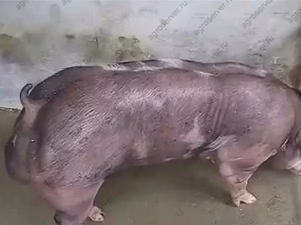 Қабан, Шошқалар — Ресей