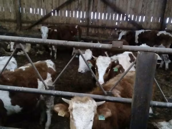 بقرة, Simmental cattle