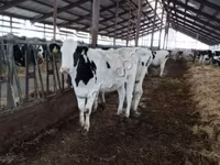 母牛, Holstein breed — 照片 1