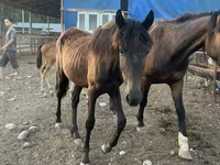 Yegua, Caballos — foto 3