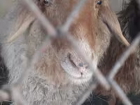 Ram, Sheep — photo 1