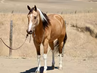 Бие, Quarter Horse — 4-сурет