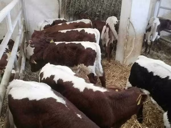 Bull, Limousin cow