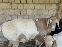 كبش, الأغنام — الصورة 1