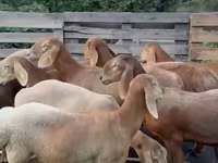 Sheep, Arashan sheep — photo 2
