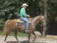 Hengst, Rocky Mountain Horse — Foto 6