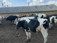 ثور, Russian Black pied cattle — الصورة 2