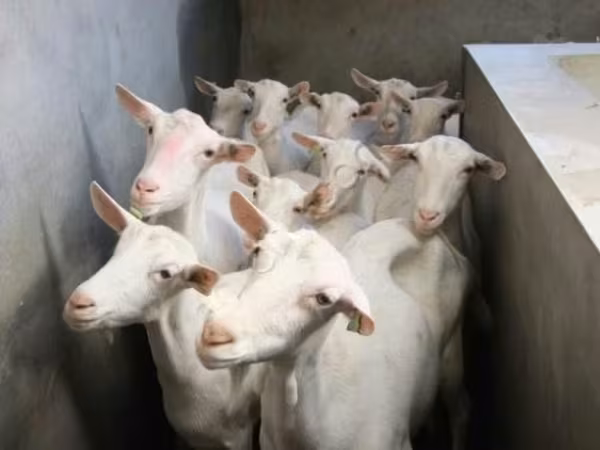 बकरी, बकरियाँ — रूस