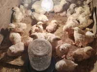 Chickens — Foto 1