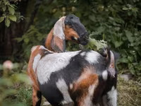 बकरी, Nubian Goat — फ़ोटो 7