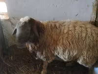 كبش, الأغنام — الصورة 3