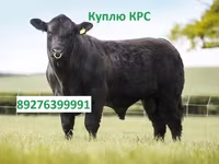 Бұқа, Ірі қара — 5-сурет
