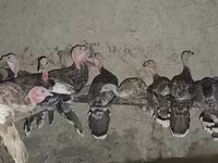 Turkeys — الصورة 3