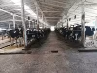 Cow, Swiss cattle — photo 1