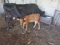 Cow, Cattle — photo 2