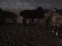 كبش, الأغنام — الصورة 2