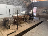 Сиыр, Swiss cattle — 3-сурет