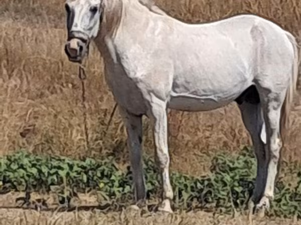 حصان, الخيول